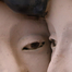 Listen Europe (detail)